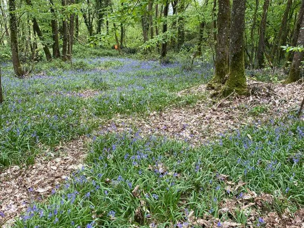 Bois taillis
