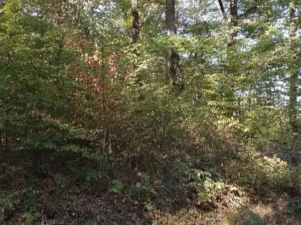 Chasse au bois sur 7ha