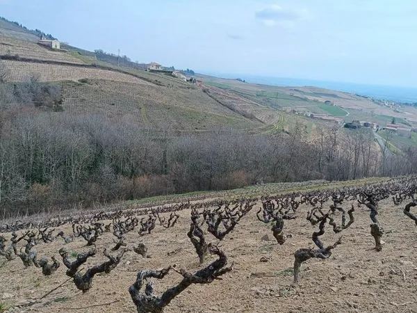 Vend Vignes - parcelles Chiroubles