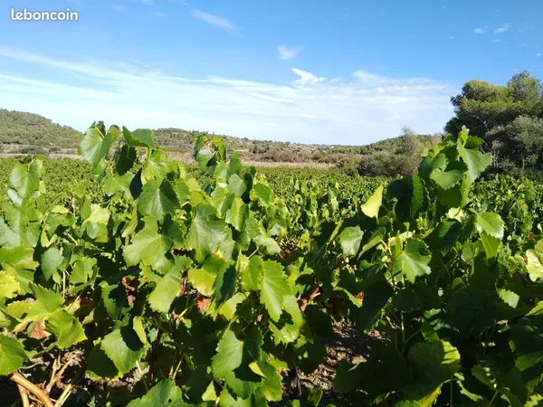 Bien agricole et foncier Vente Roquefort-des-Corbières 15273m² 37500€