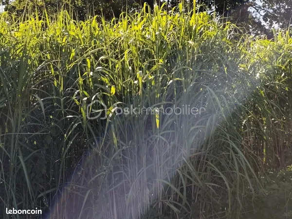 Terrain agricole 13 120 m² Saint James