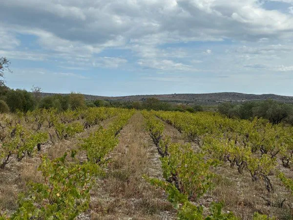 Bien agricole et foncier Vente Opoul-Périllos 3700m² 4000€