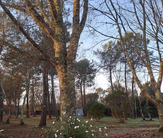 Terrain 1,8 hectares en Gironde