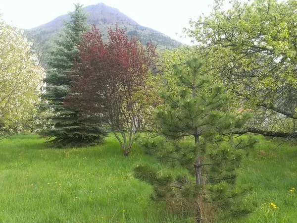 Terrain constructible, plat et arboré