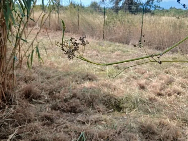 Terrain/ potager a louer