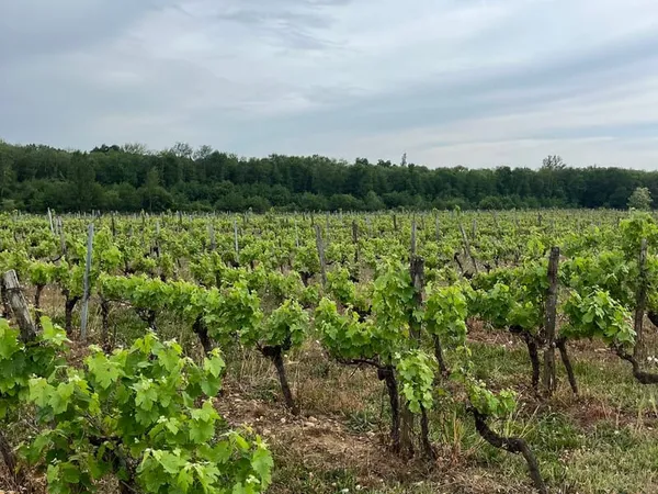Vignoble des Graves à Bordeaux - 5,10 ha en AOC Graves Rouge et chai avec espace de stockage de 495 