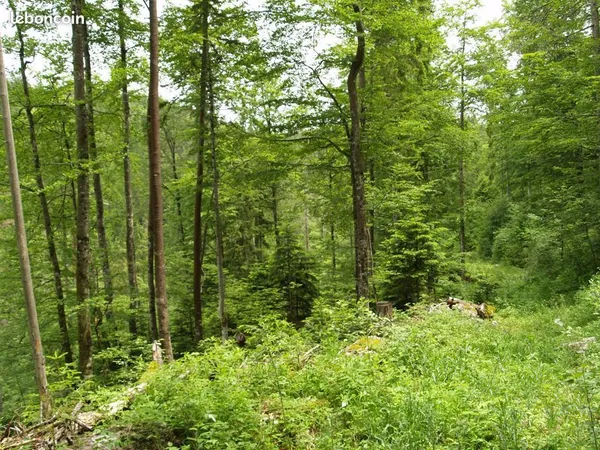 Parcelle de forêt 5 hectares Haut-Doubs Chapelle des Bois