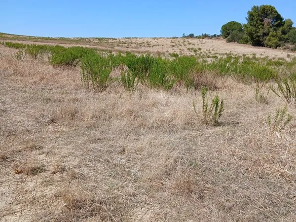 Terrain agricole