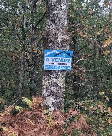 Foret 1h a Lacaud Busserolles