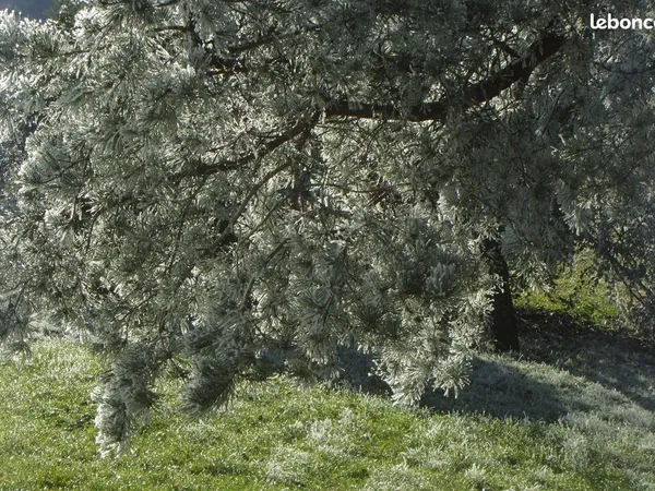 Ecrin de verdure à Besançon