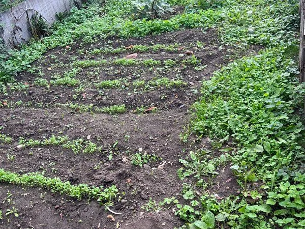 🌿 Potager à louer au mois à Limay