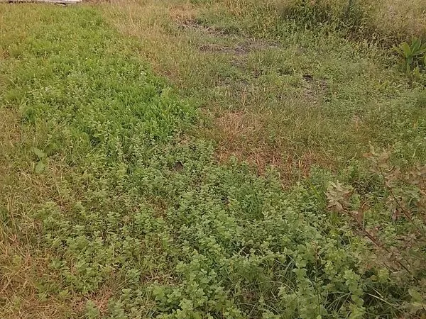 Location de parcelle de jardin
