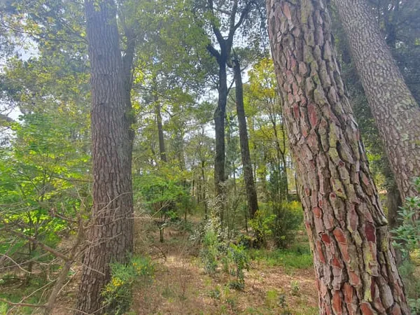 Terrain Saint Brevin Les Pins 1514 m2