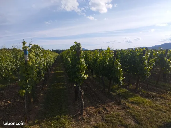 Vignes à louer