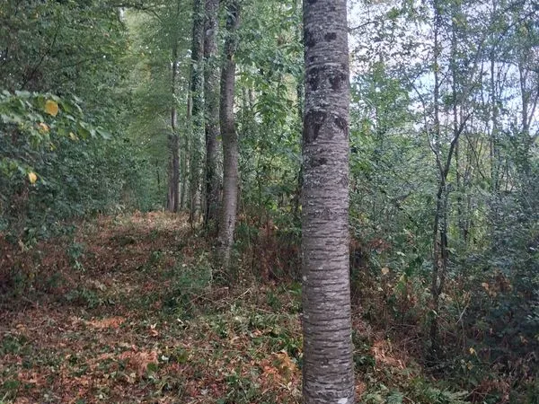 Terrain à vendre et bois