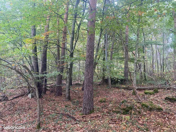 Parcelles bois pins et fayards
