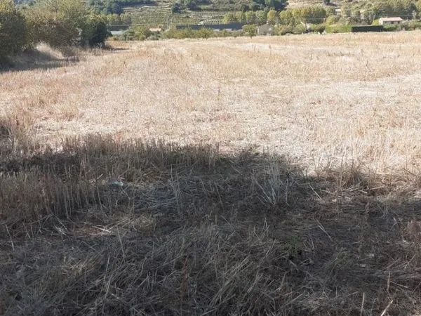 Terrain Agricole - 4242m2 - Saint Jean de Muzols