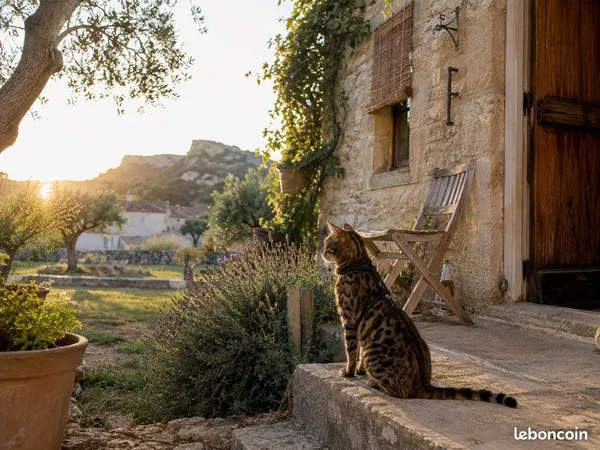 🌿 Un petit coin de campagne recherché... 🐾