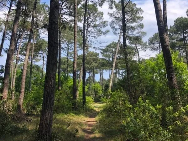 Terrain 825 m² Lege Cap Ferret