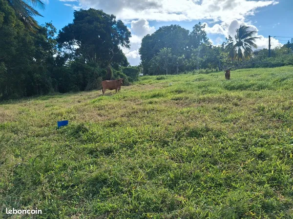 Terrain à vendre 600 m²