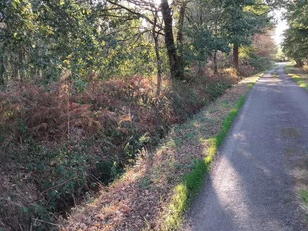 Terrain boisé 5000 m2 Val d'anast Campel