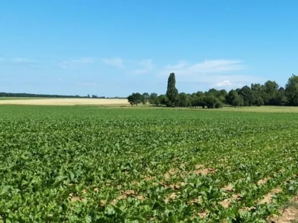 Terrain 555 m²