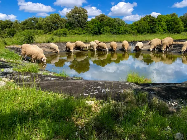 Propriété Foncière 36 Hectares
