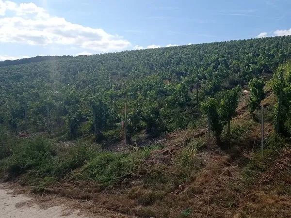 Vente 25.59a vignes passy grigny