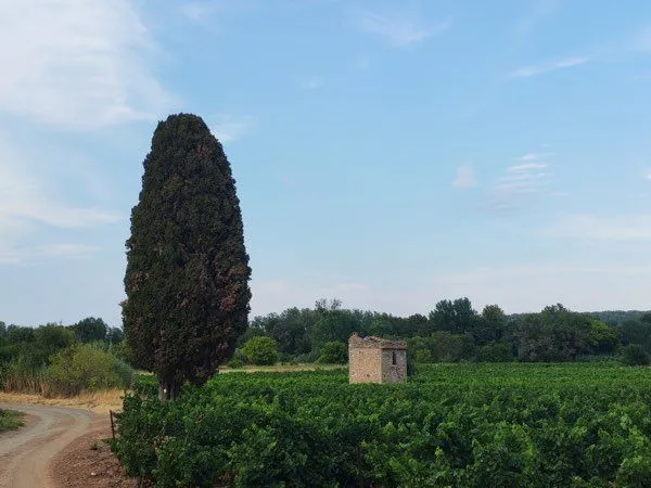 Vigne 4.80ha irrigué en bord d'Hérault