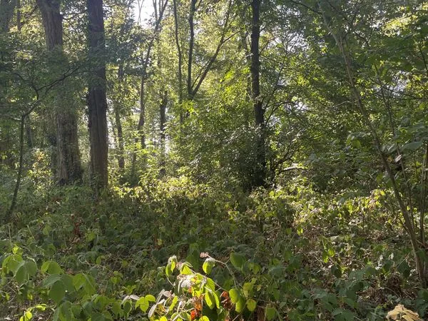 Parcelle de bois à vendre