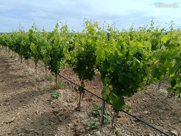 Vend vigne Merlot