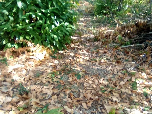 Loue terrain