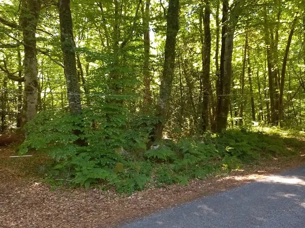 Terrain semi boisé