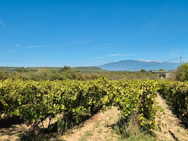 Parcelle vigne Vue Ventoux A Pernes Les Fontaines 2500m( EAU et ELECTRICITE a proximité pour projet 