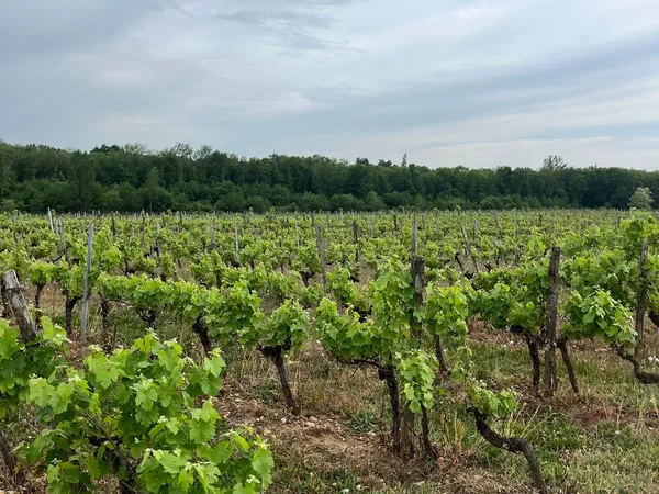 Vignoble des Graves à Bordeaux - 5,10 ha en AOC Graves Rouge et chai avec espace de stockage de 495 