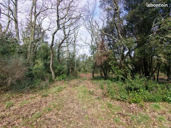 Forêt 6hectares investissement nature bois