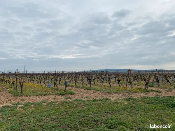 Vend terrain (vigne)