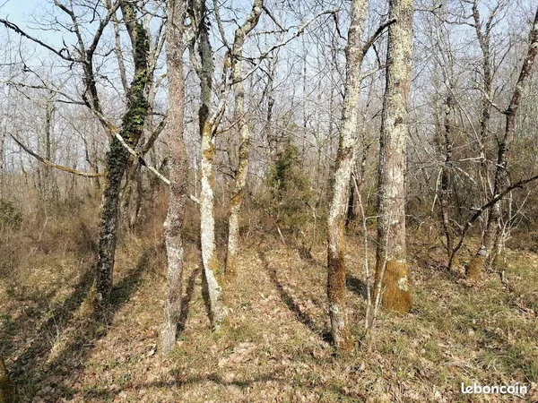 Parcelle de bois 1,3 hectares