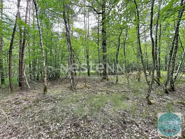 RARE !! - 3 parcelles de bois en Sologne - Fontaine en Sologne - 119 780 m²