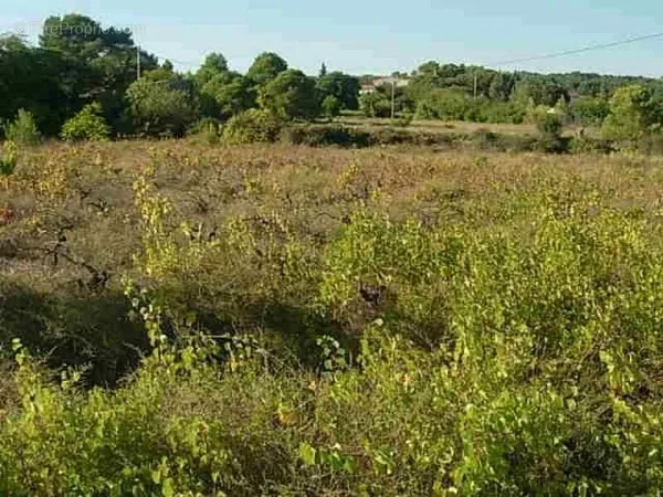 Terrain a vendre proche du lac du salagou