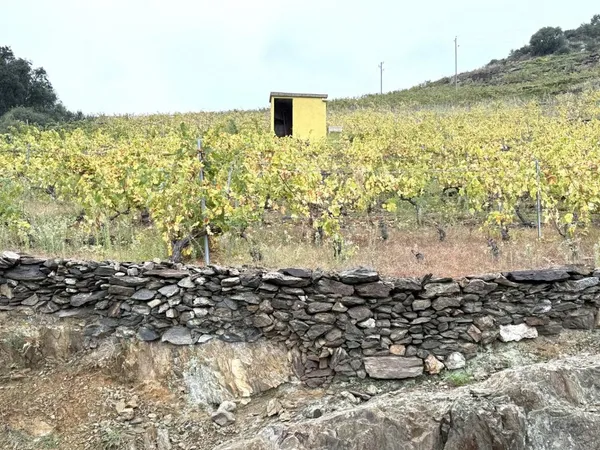 À vendre – Vigne d’exception à Collioure