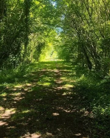 Terrain / parcelle de bois
