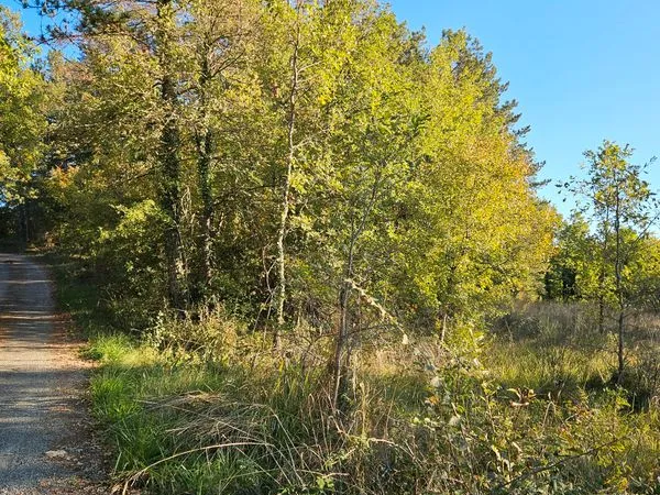 Terrain boisé