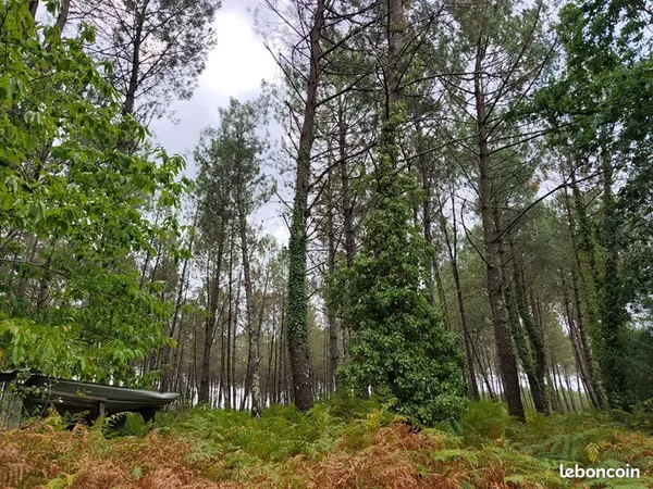 Forêt 40 000 m² Saint Julien En Born