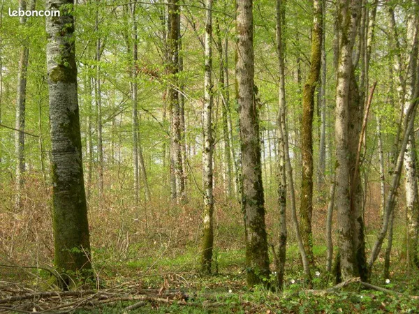 Parcelle Bois, forêt