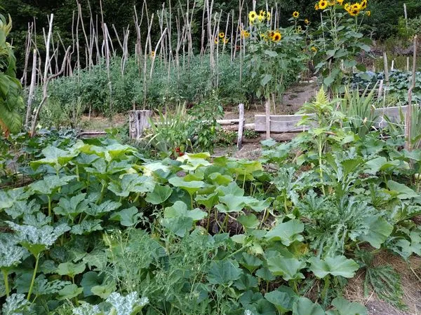 VOREPPE - Terrain de 575 m² avec eau - Potager - Proche du bourg