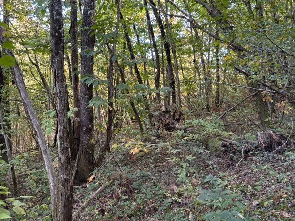 Terrain boisé