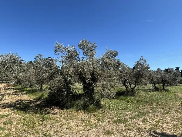 terrain d Olivier Maussanne les Alpilles