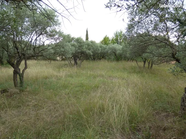 Terrain à bâtir 1 112 m² avec oliveraie - Bédoin (84)