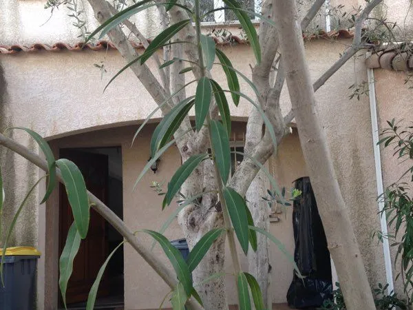 Maison de 2004. 2 jardinets/ terrasses. 3 ch. Garage attenant